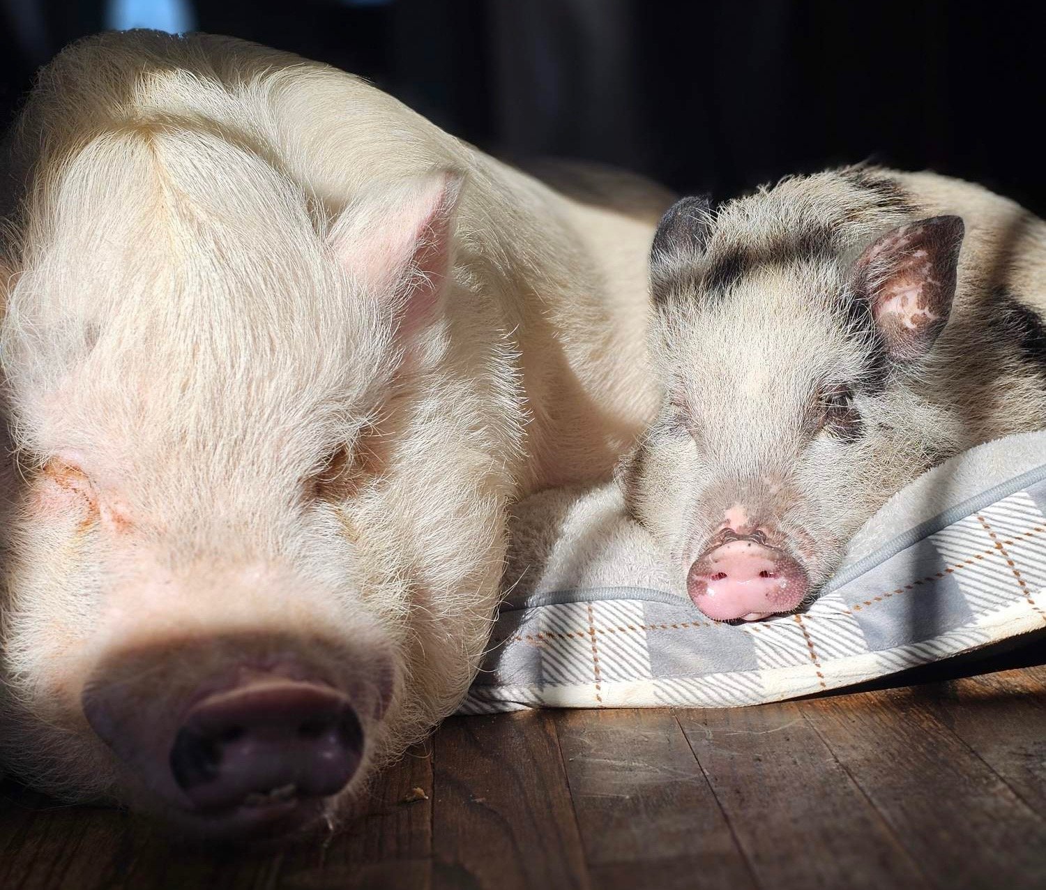 Happy pig in sanctuary