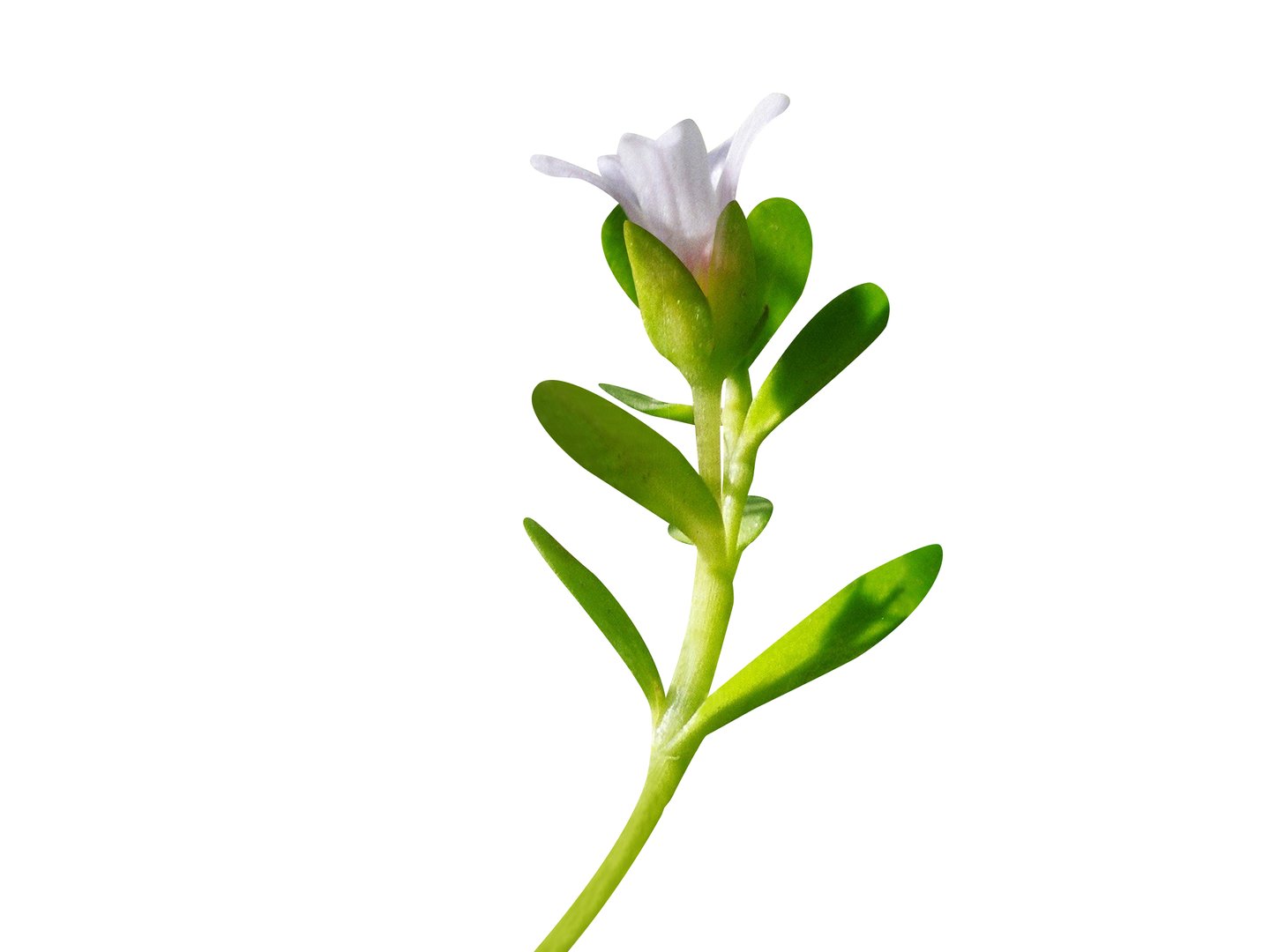 Bacopa monnieri or water hyssop is a perennial creeping herb and used in treat various diseases