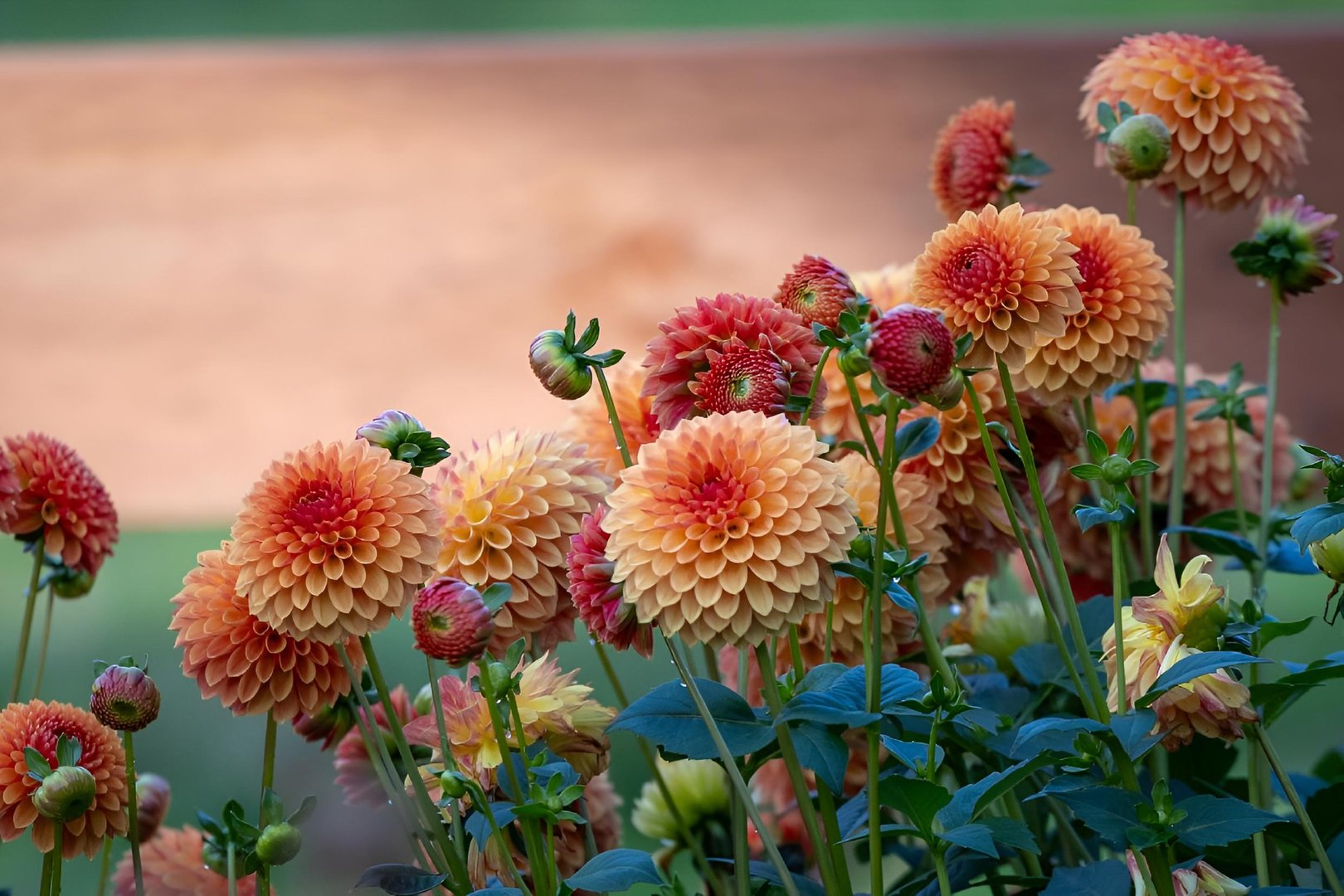 The vibrant orange dahlias blooming in a field