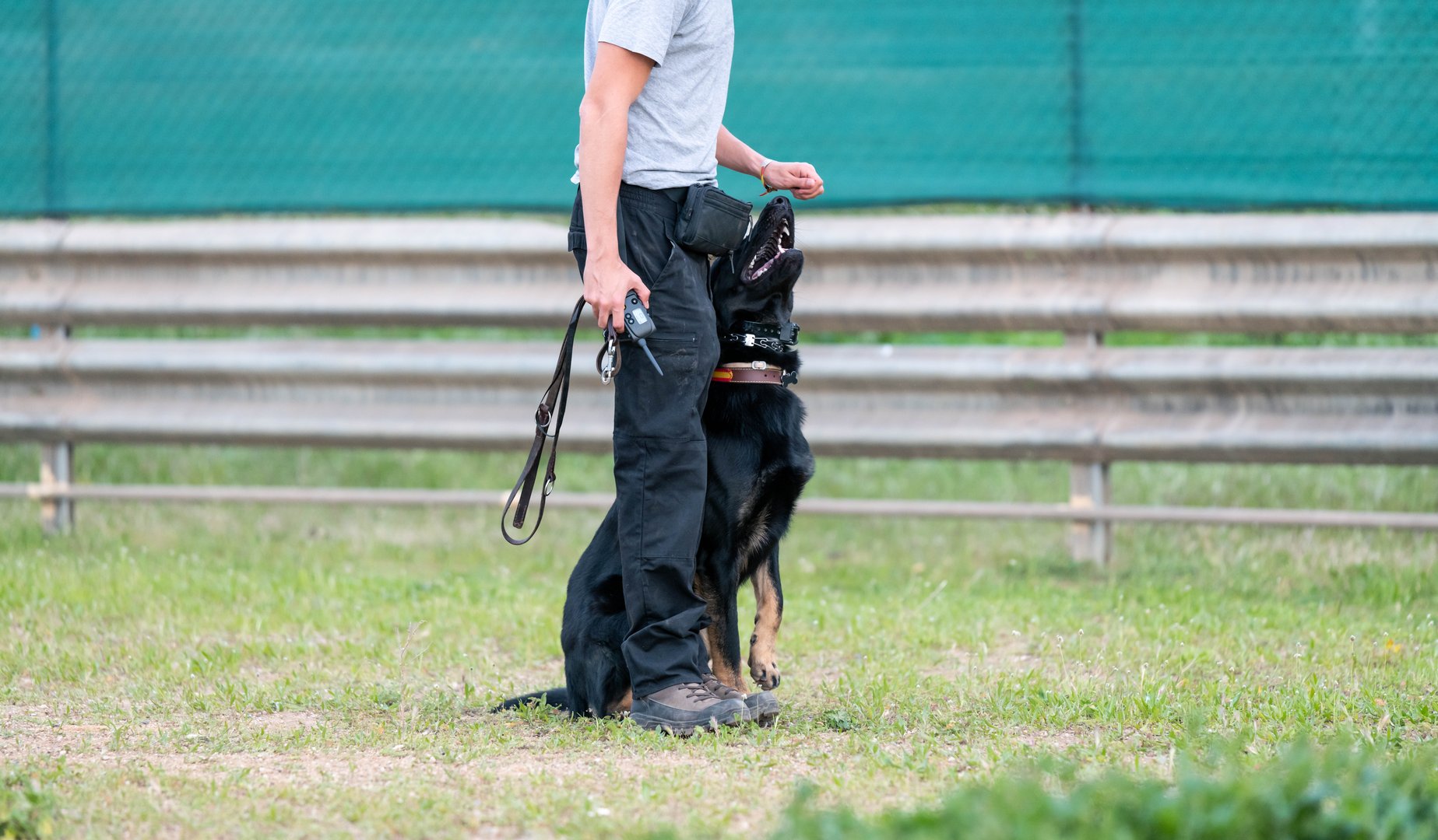 German shepherd puppy training with his owner. High quality photo