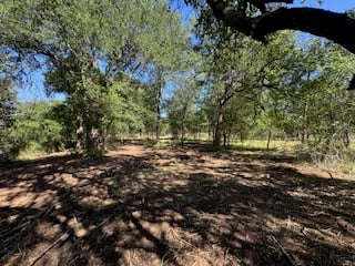 A sunny forest clearing with scattered trees casting shadows on the ground, under a bright blue sky.