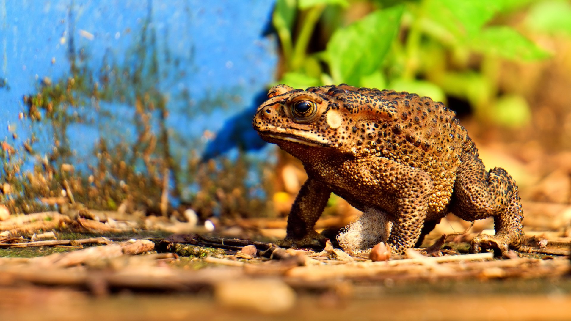 giant cane toads running wild in the park
