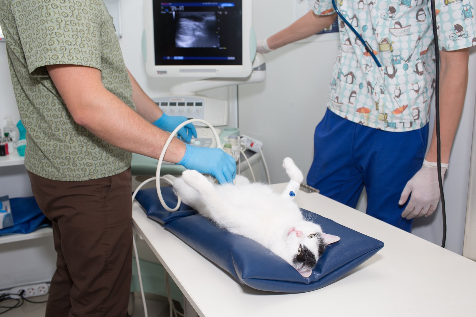 ultrasound diagnosis of a cat, in a veterinary clinic