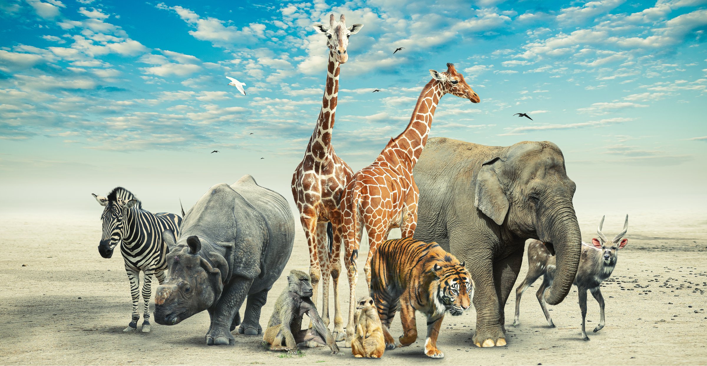 Large group of African safari animals composition against a background of scene dry land and clear blue sky