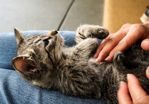 Cat Care