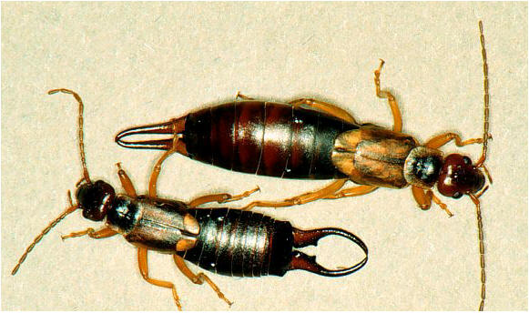 Earwig identification guide