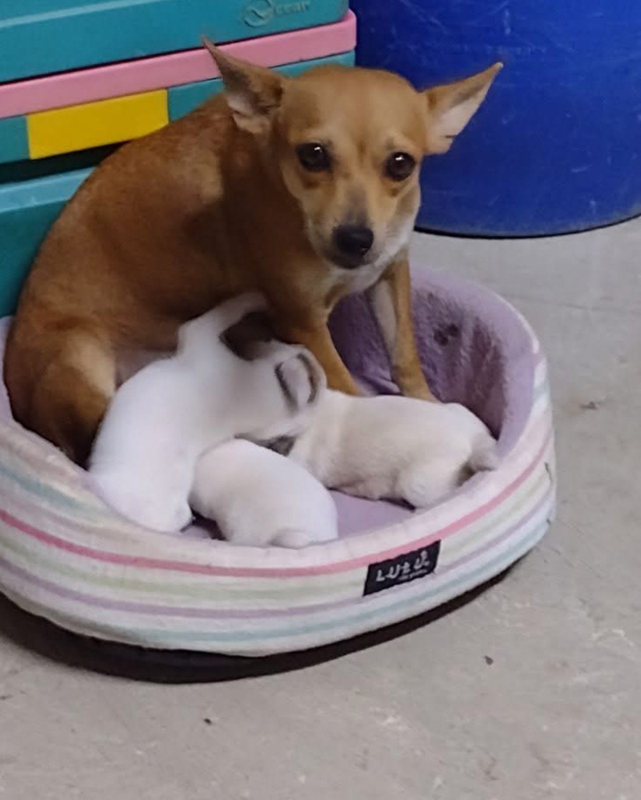 Animal rescatado disponible para adopción