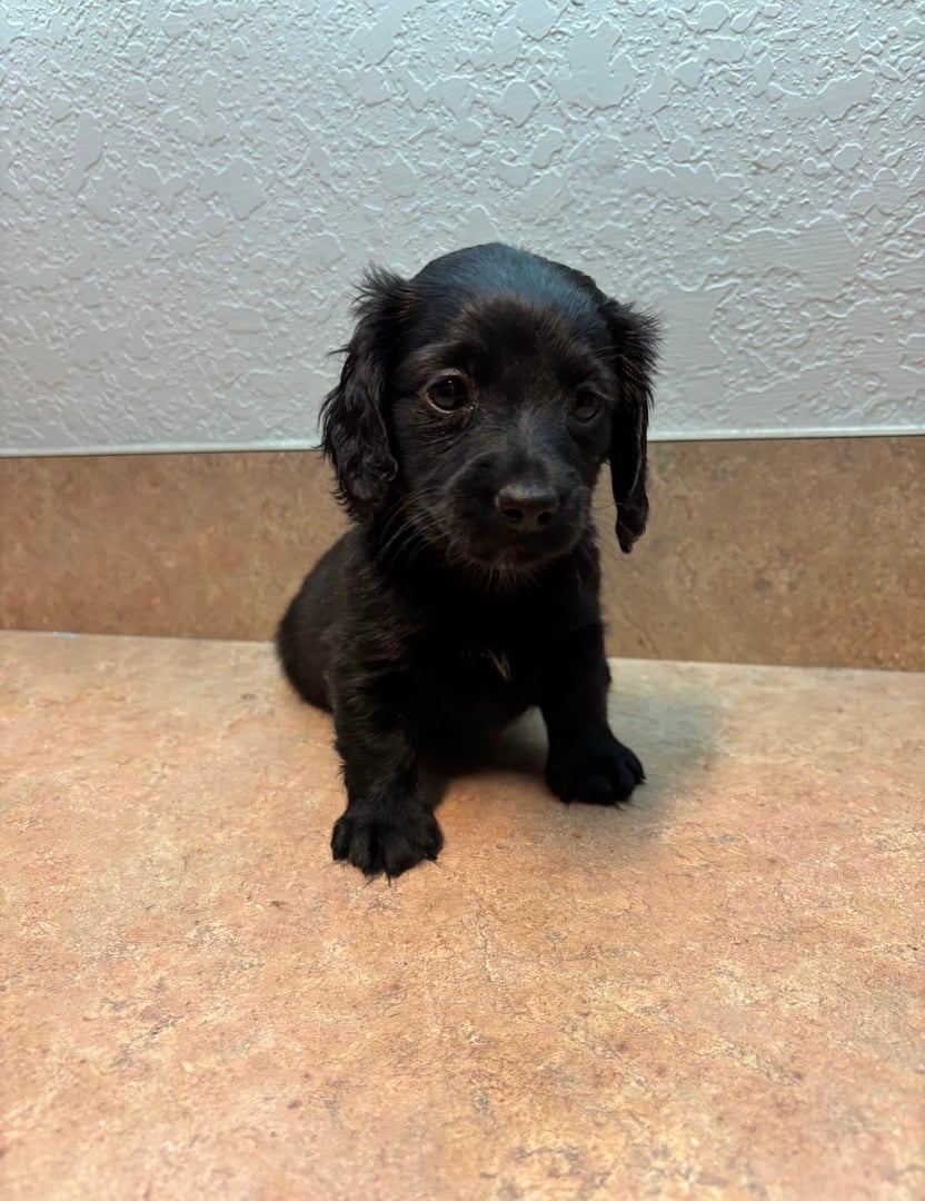A small black puppy with floppy ears sitting on a tiled surface against a textured wall.