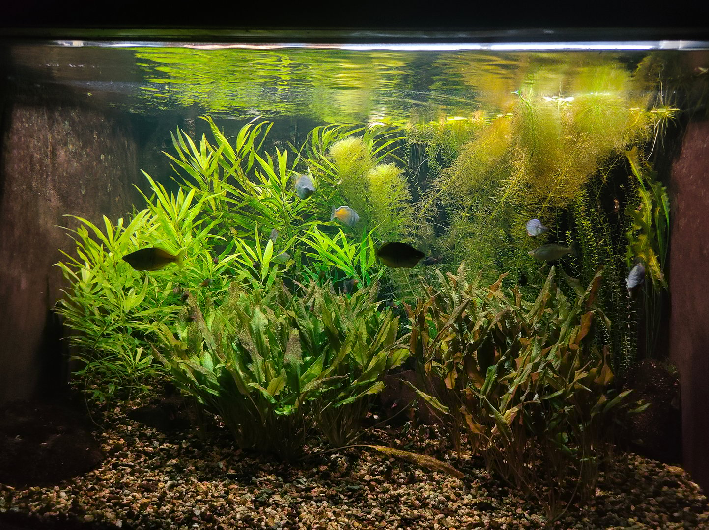 Goldfish in freshwater aquarium with green beautiful planted tropical