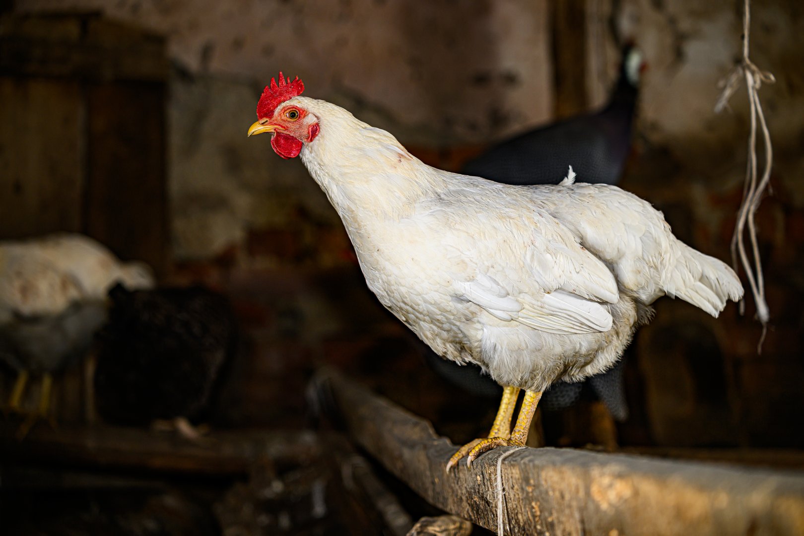 Chickens in the chicken farm