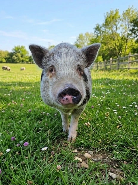 Meadow the Gentle Snuggler