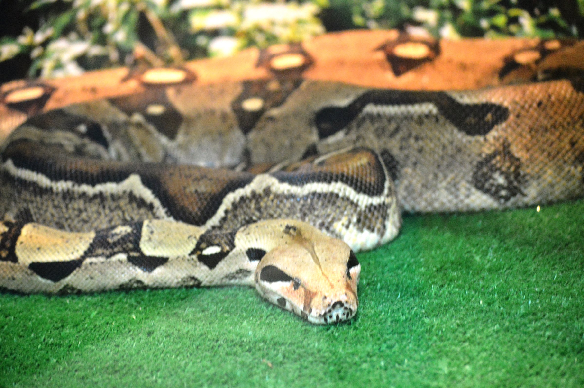 exotic snake royal reticulated python