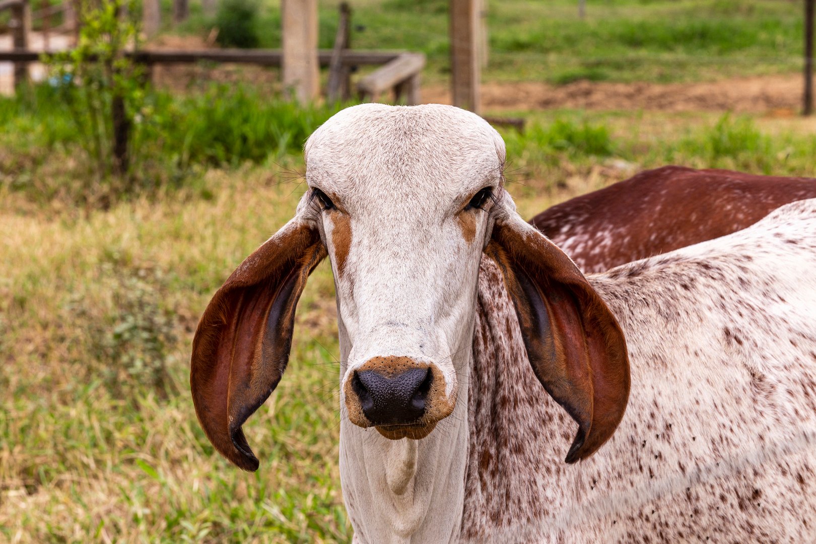 Fardo F Mutum - Toro Gyr