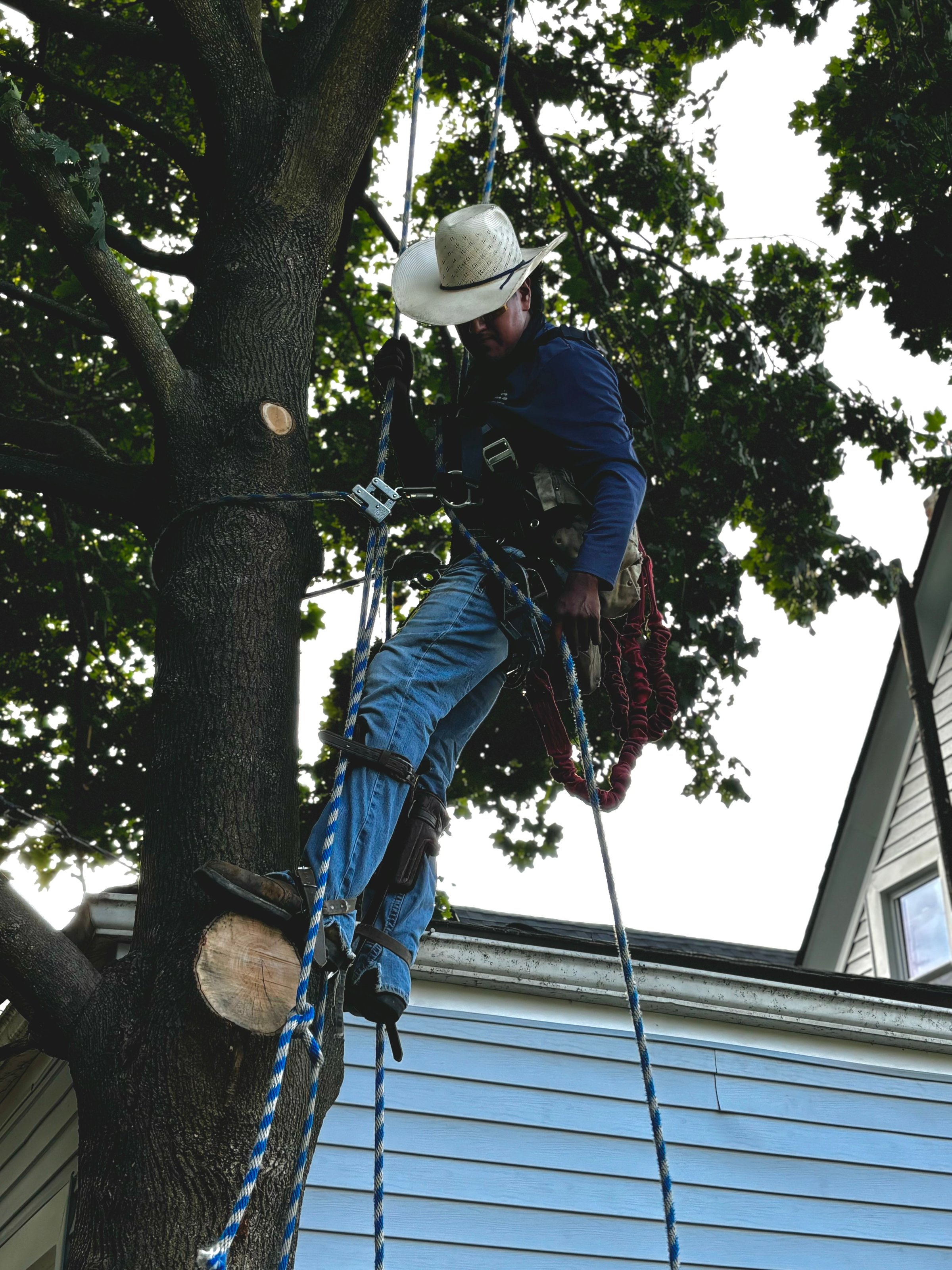 Tree services including removal and trimming
