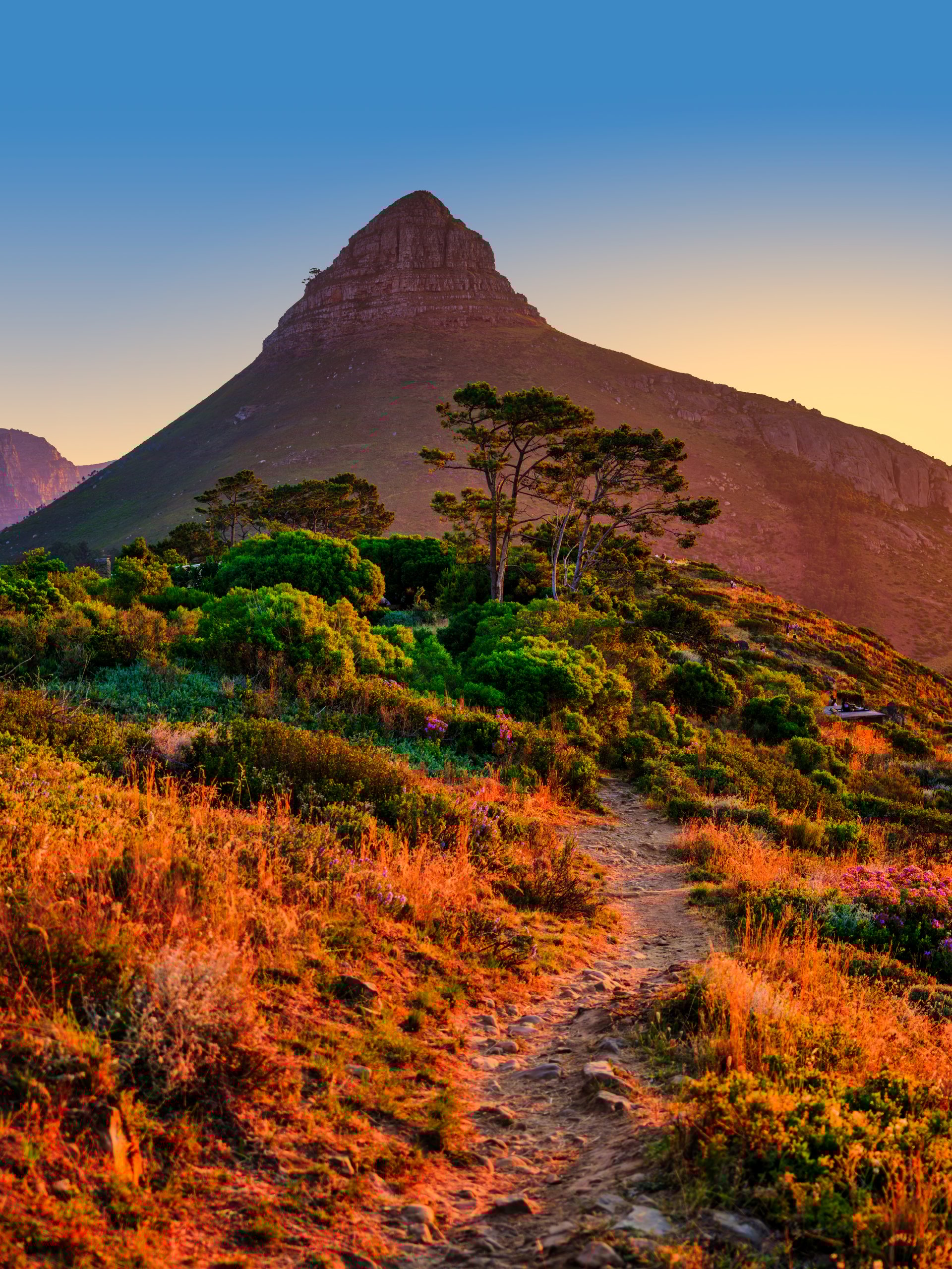Hiking pathway leading to Lion's Head mountain during golden sunset, Cape Town, South Africa