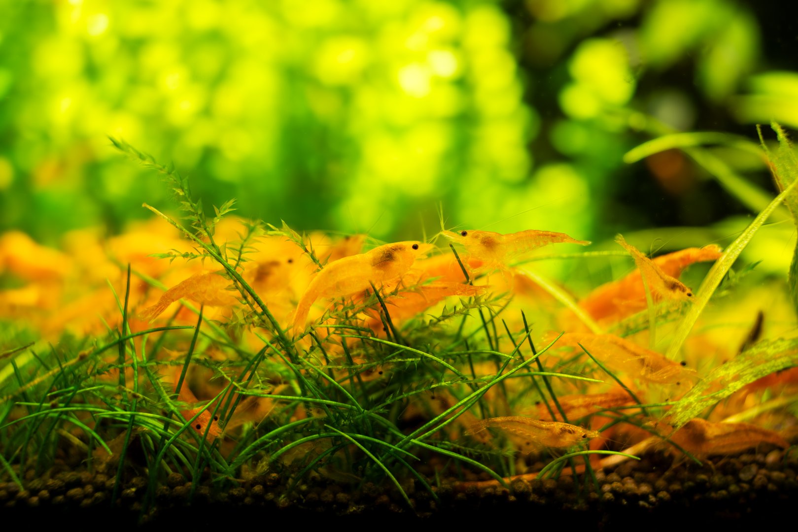 Aquarium yellow shrimp close-up in plant aquascape