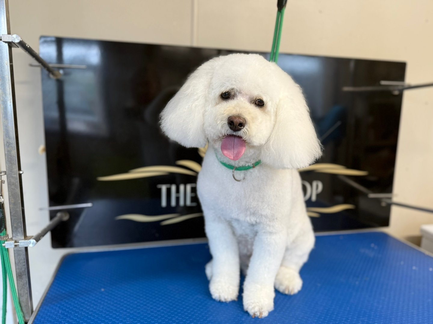 Groomed dog at The Dog Shop Ashbourne