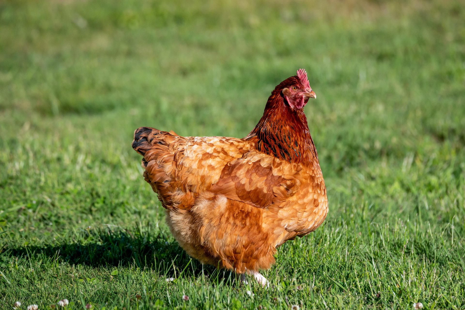 The ISA Brown Chicken is a fairly recently developed hybrid chicken designed by man to lay eggs. They are a low maintenance breed and are happily wandering around in the daytime at Blayney, NSW, Australia.