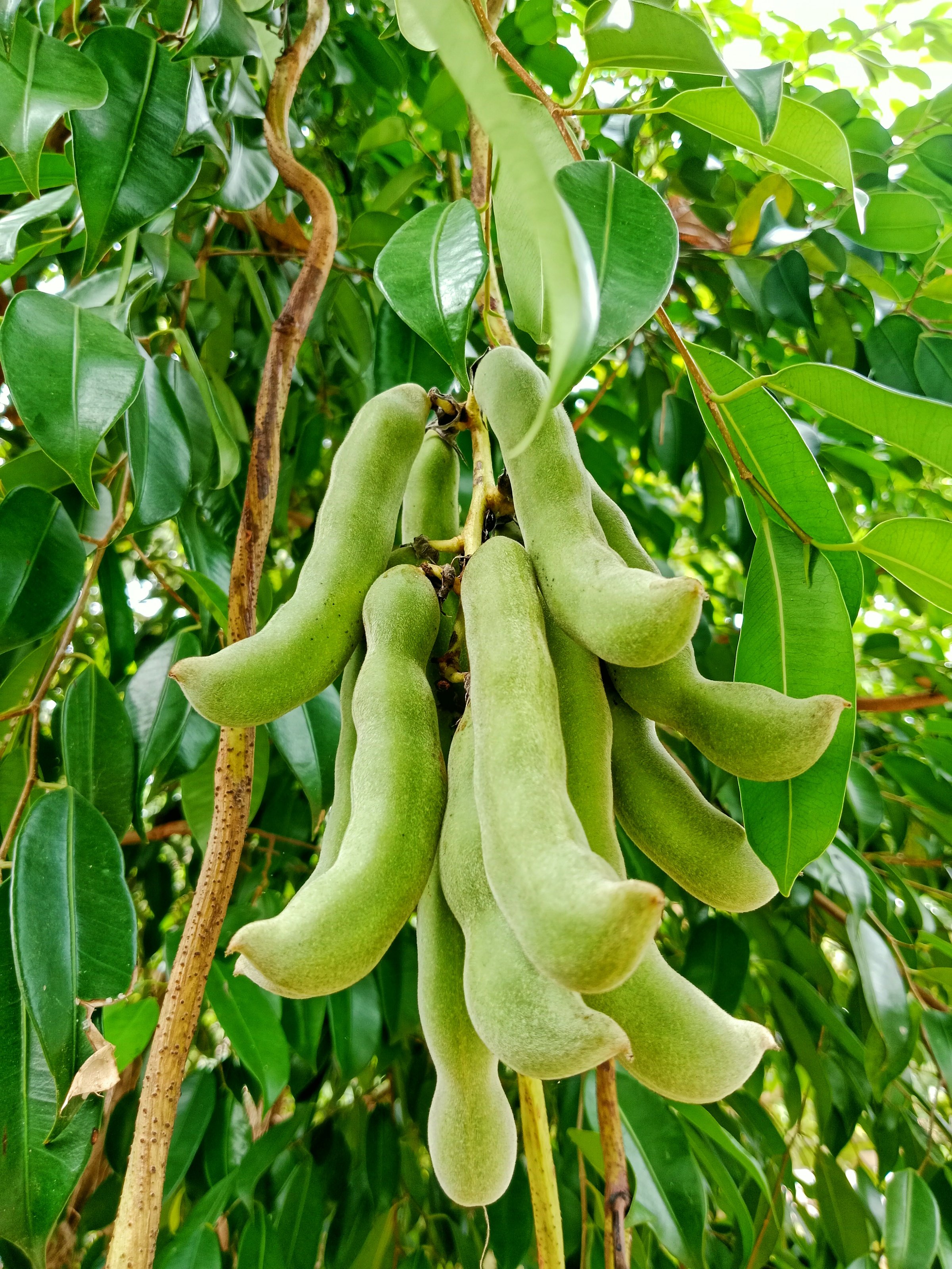 Green mucuna pruriens hanging from the stem