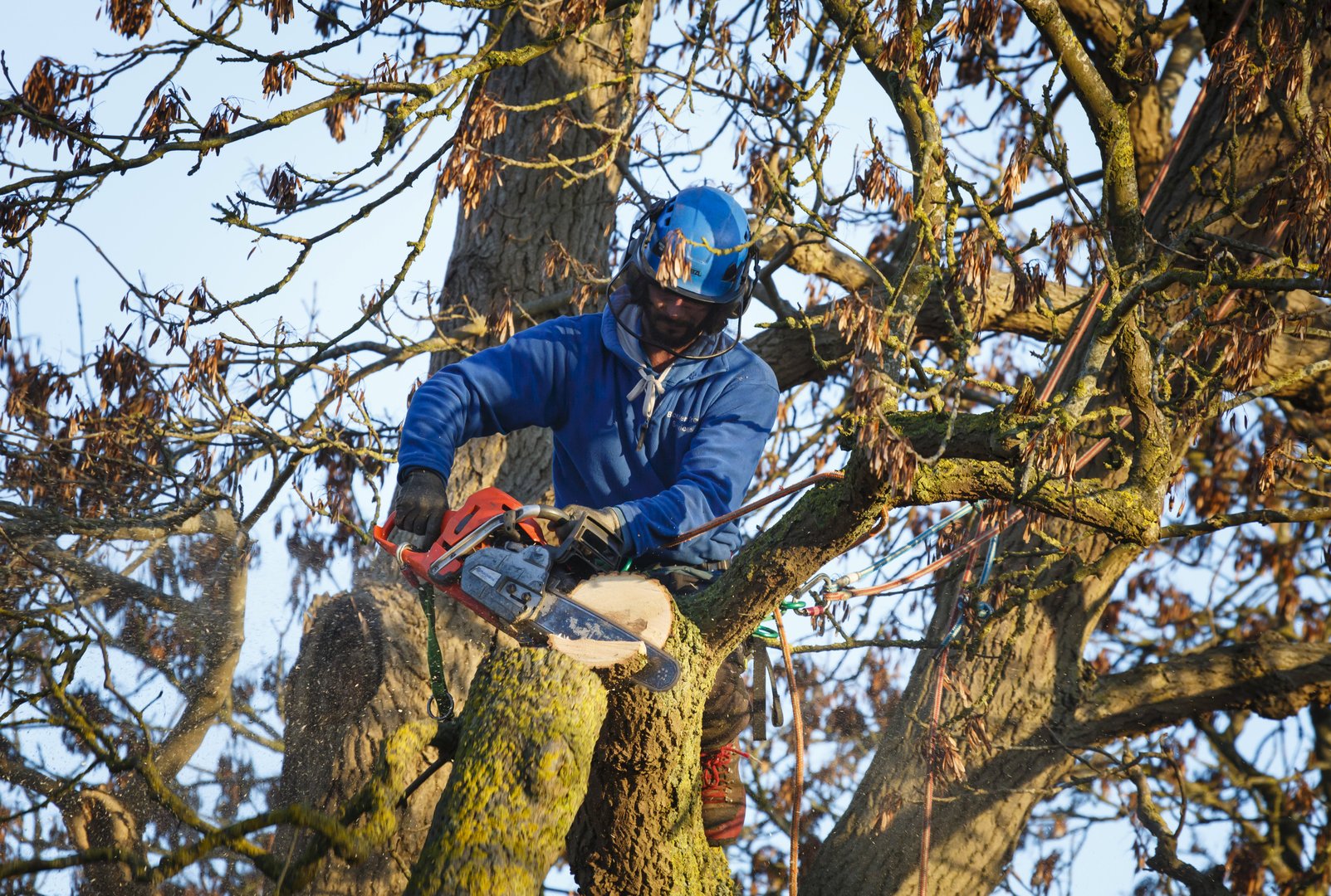 Buckingham, UK - January 30, 2019. A tree surgeon uses a chainsaw to cut a branch from an oak tree. The tree surgeon is secured to the tree with ropes and a harness.
