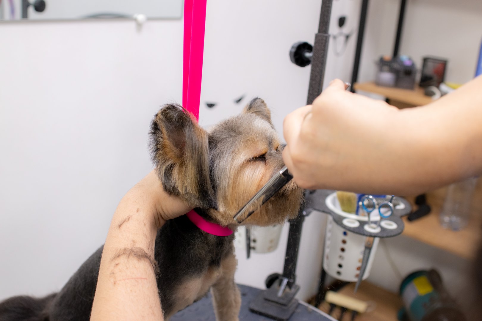 Dog grooming session at local beauty salon. Grommer brushing and cutting hair of Yorkshire Terrier with scissors and holding its head gently. Pet spa salon, animal care.