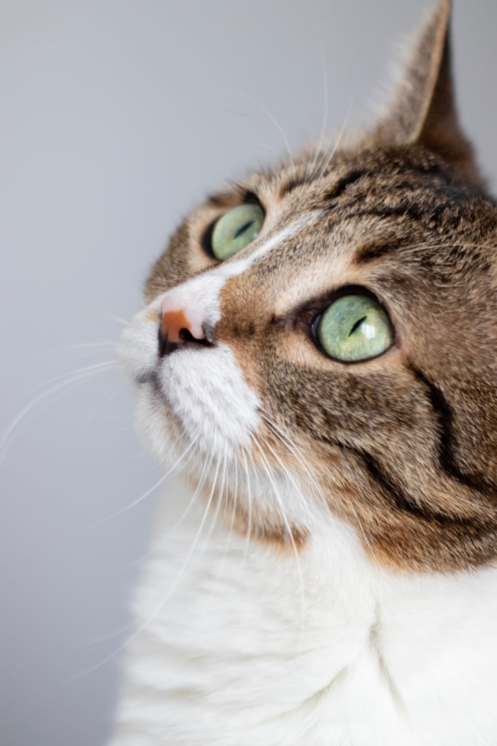 cat portrait, close up, cute house cat.