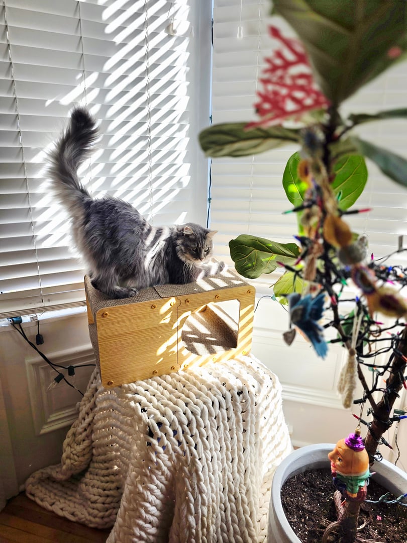 Pet care services at Uptown Pets