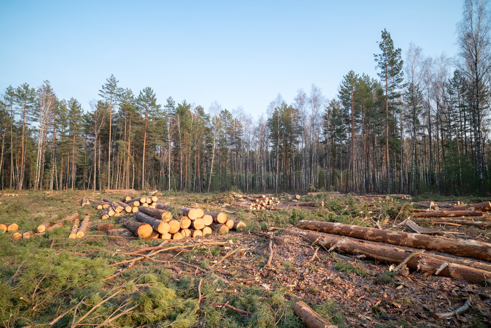 Cut area in a forest shows freshly cut pine trees, with logs stacked and remnants scattered on the ground