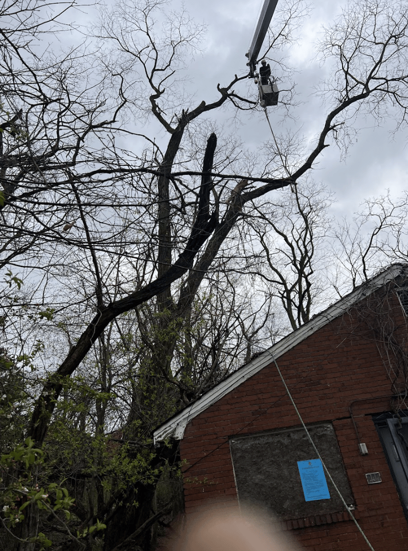 Tree Removal Project