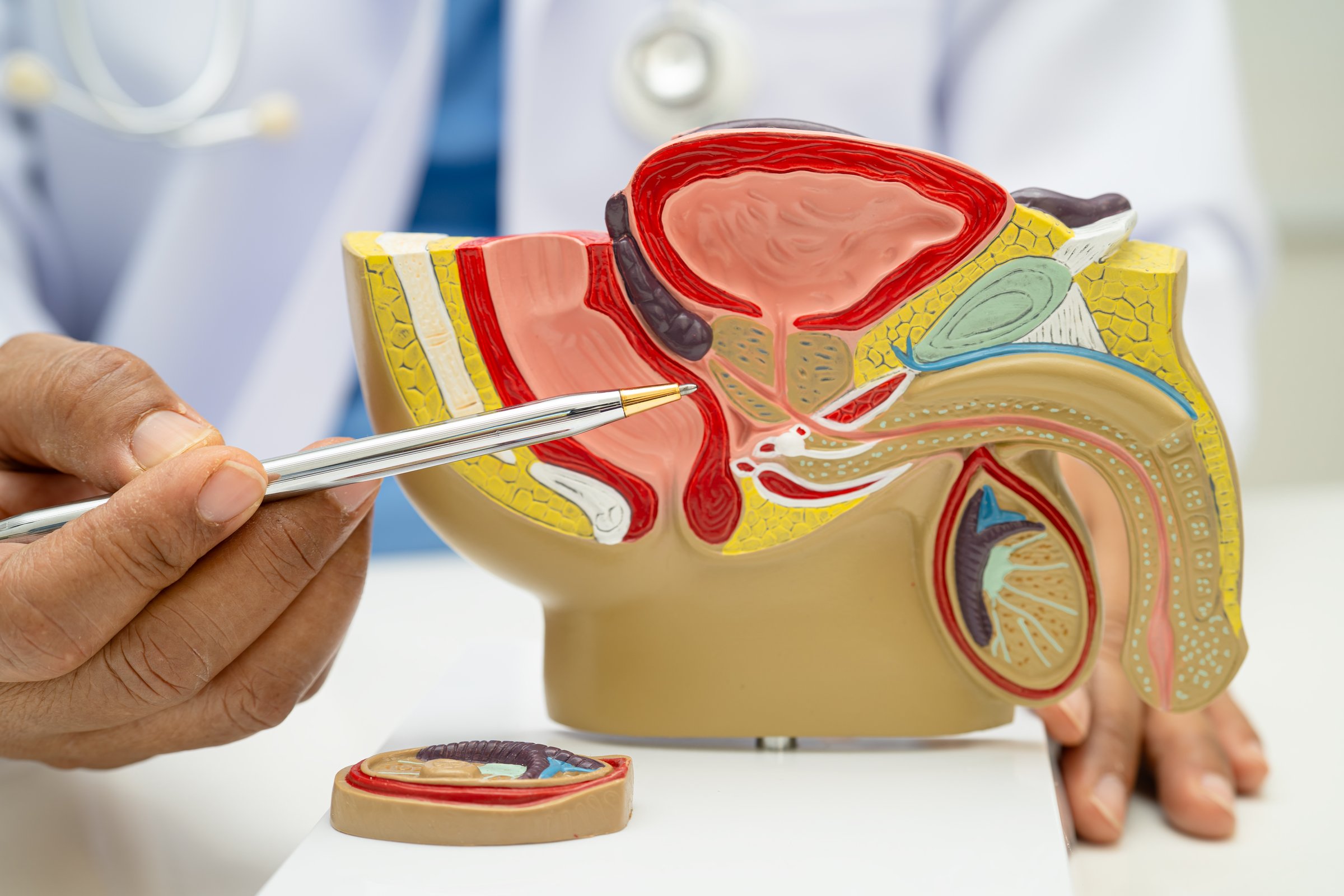Male reproductive system, Asian doctor holding human anatomy model for study diagnosis and treatment in hospital.