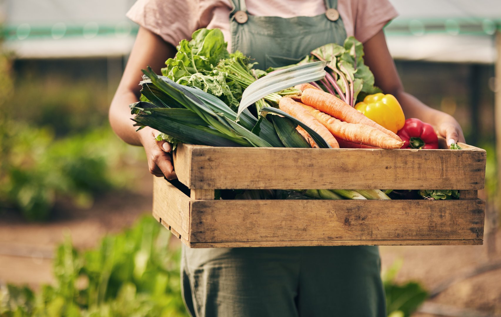 Farmer hands, box and vegetables in greenhouse for agriculture