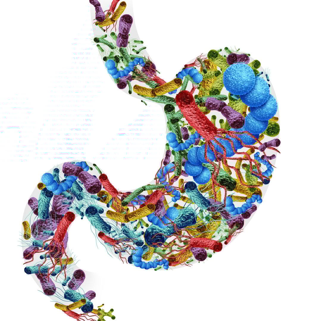 Microbiome and Gut Microbiota good and bad Bacteria in the stomach as probiotic bacterium inside the body as digestive microflora in the colon or bowel as helicobacter pylori escherichia coli bacteroides bifidobacterium lactobacillus.