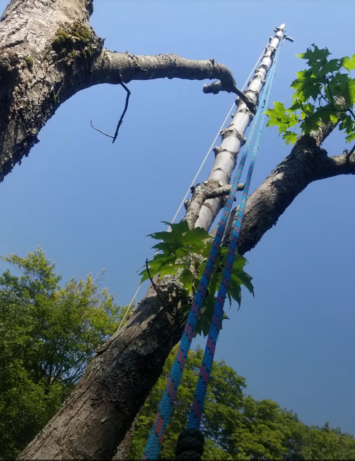 Tree trimming and pruning service