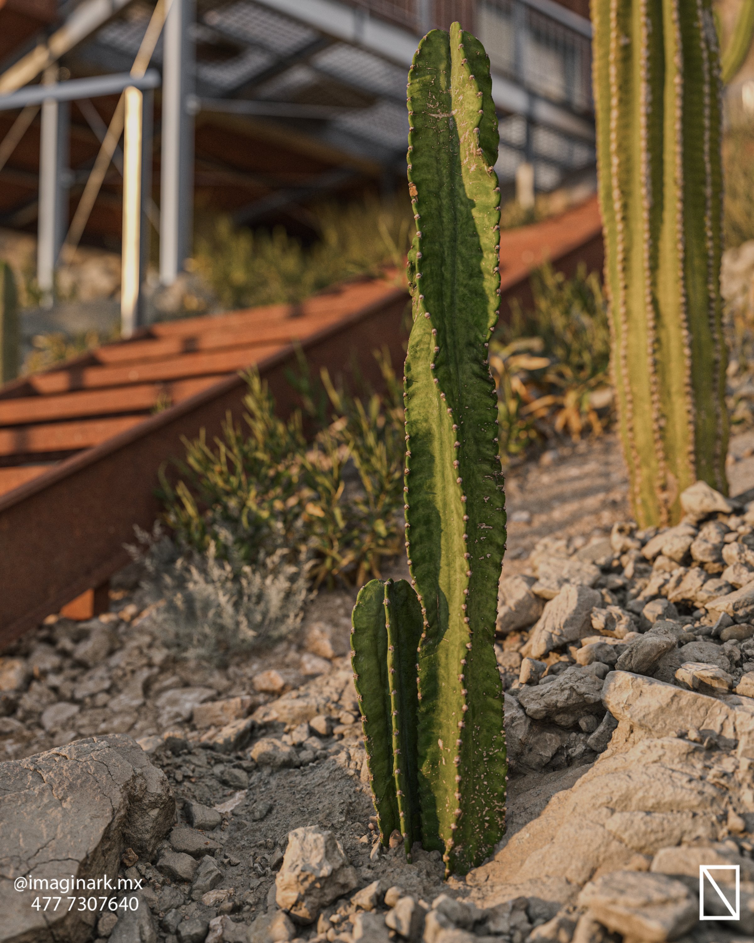 Tall cactus growing on a rocky slope with metal structures in the background, under warm sunlight.