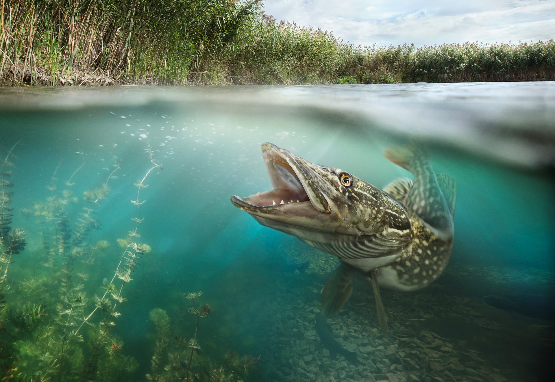 Fish swimming underwater