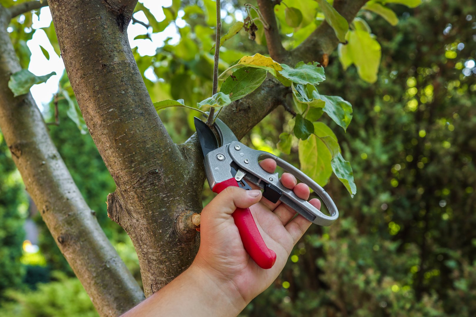 Close-up of a hand using garden pruners to cut a small branch on a tree. Perfect for orchard maintenance, yard work, or horticultural tasks.