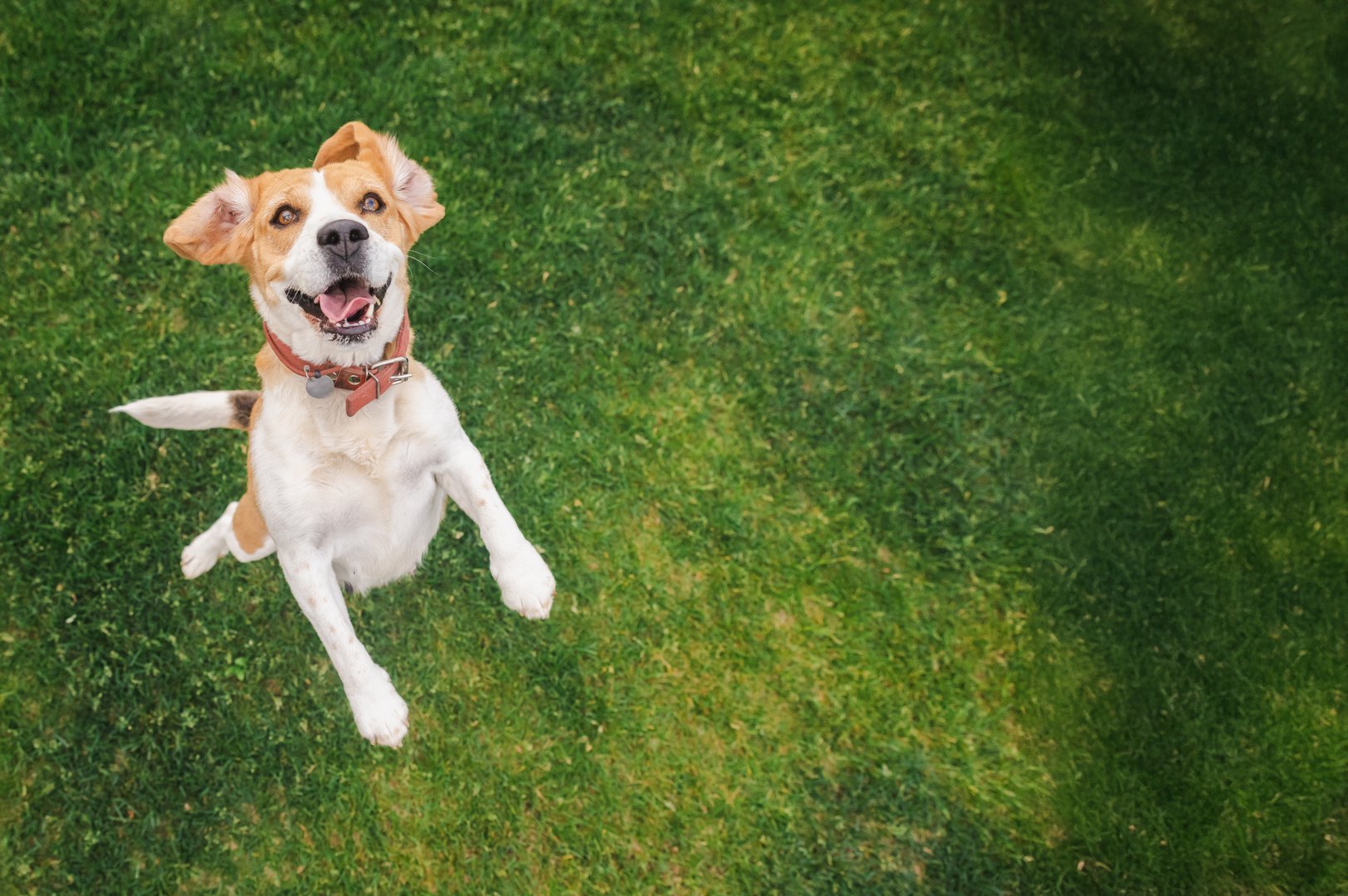 Joyful beagle jumping on green grass with ears flapping and mouth open, looking excited and playful during outdoor activity. High quality photo