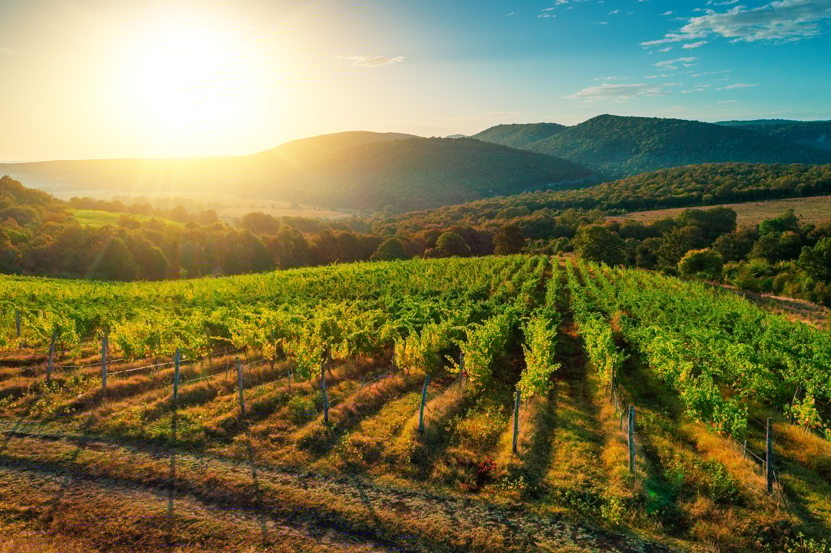Vineyard agricultural fields in the countryside, beautiful aerial landscape during sunrise.