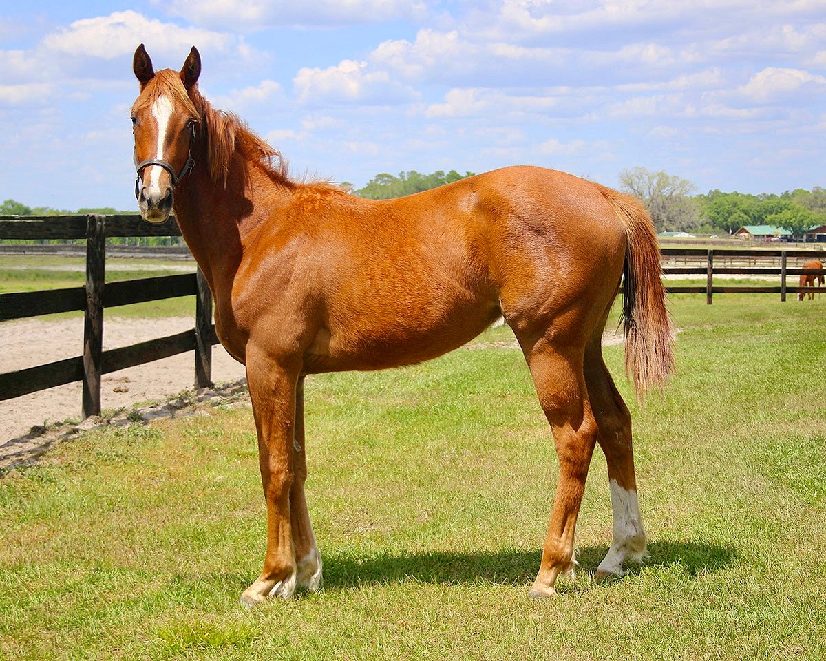 Golden Rush - 2024 Yearling