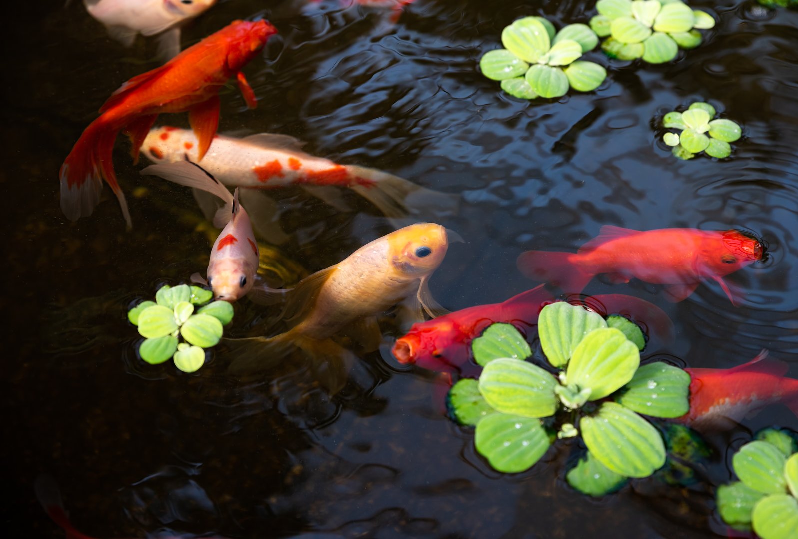 Colorful koi fish swimming in a pond with floating green plants, creating a serene and vibrant aquatic scene.
