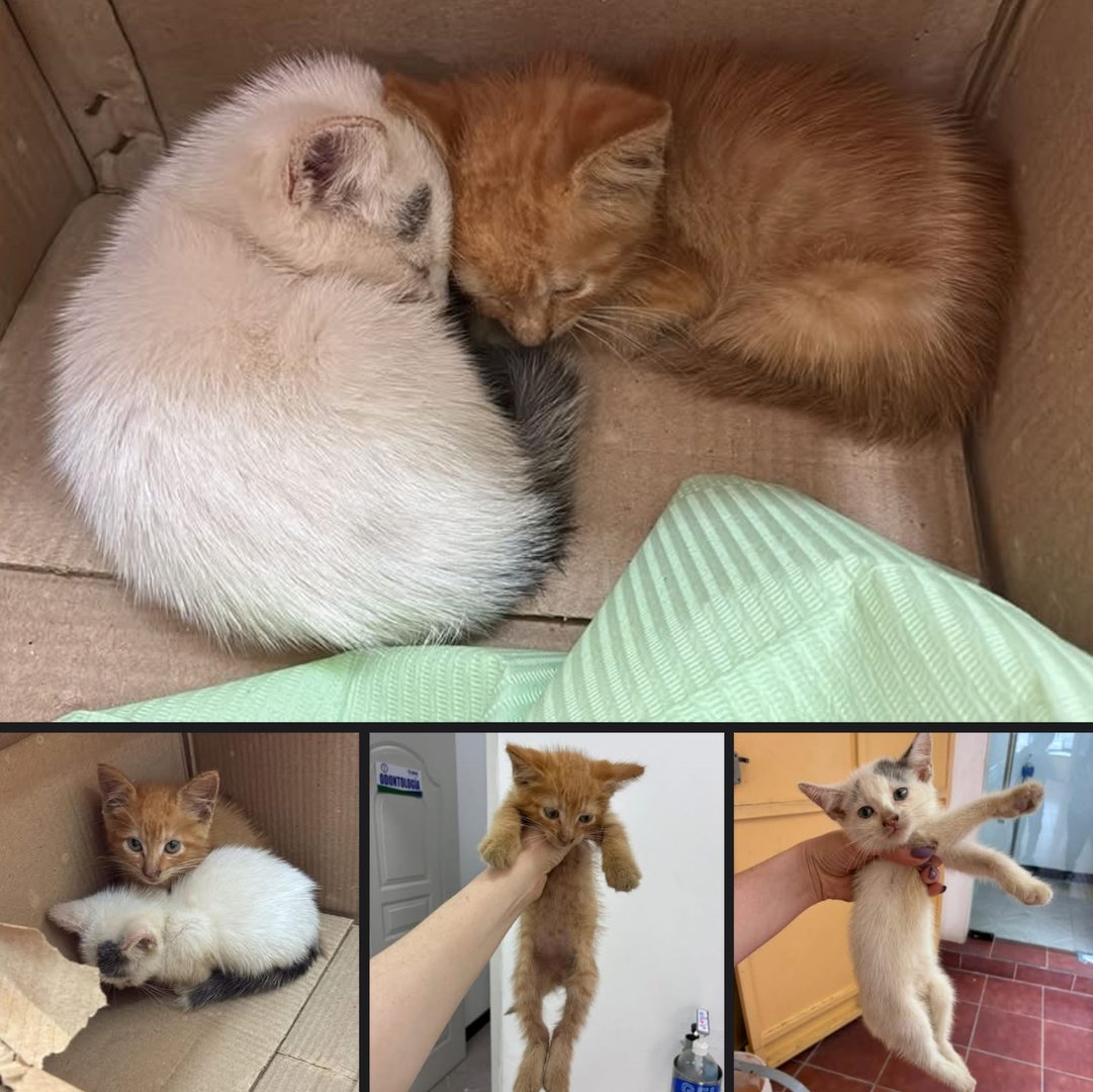 Animal rescatado disponible para adopción