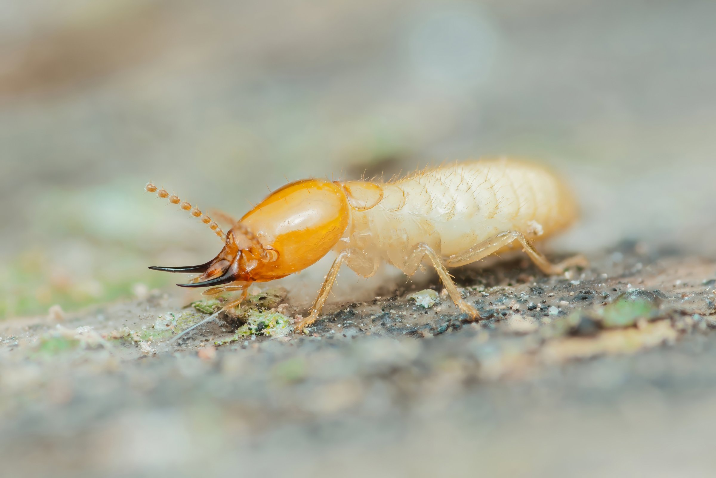 Close-up of a termite worker crawling on a piece of wood, causing damage to a house structure and highlighting the destructive nature of these insects