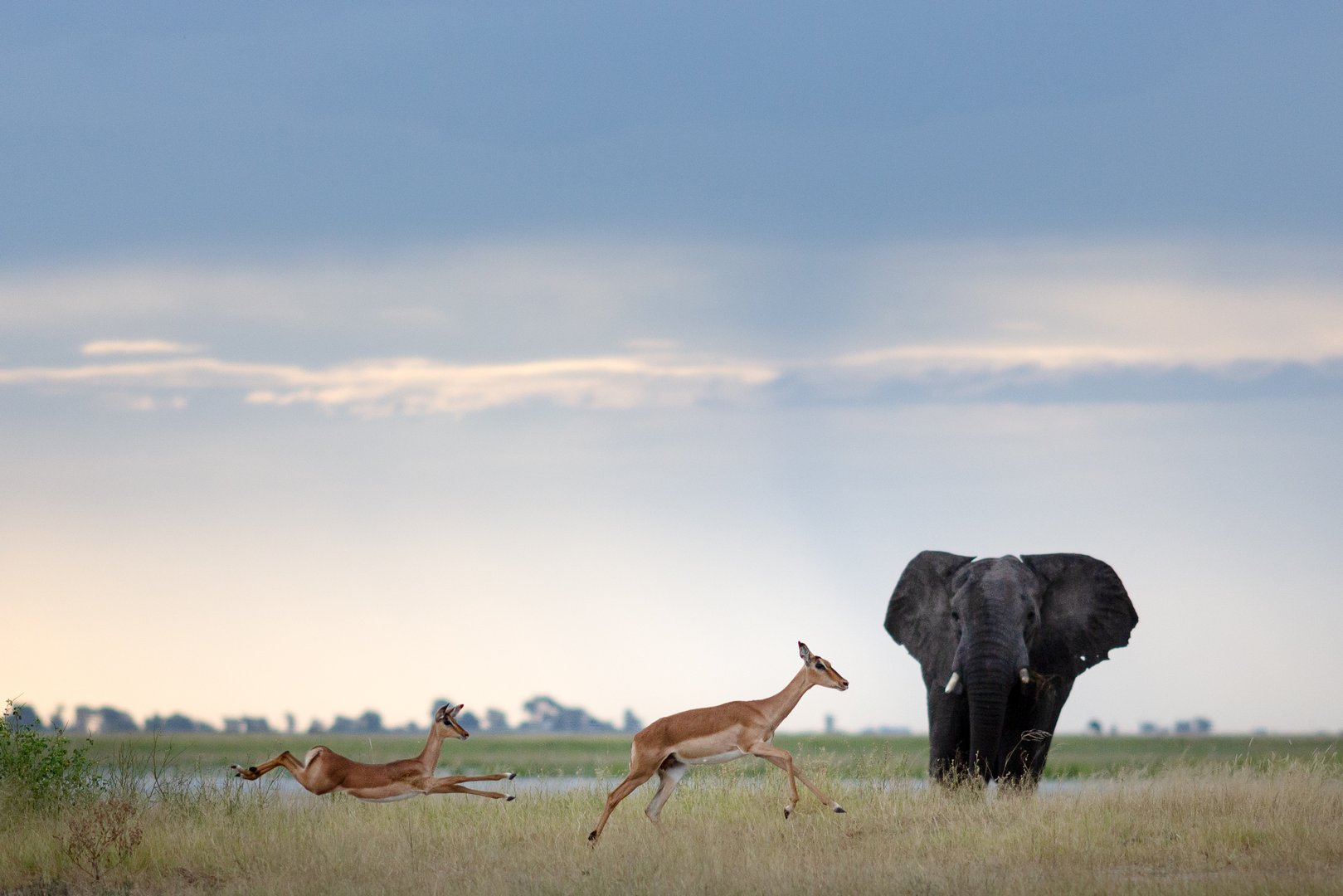 Chobe National Park Botswana