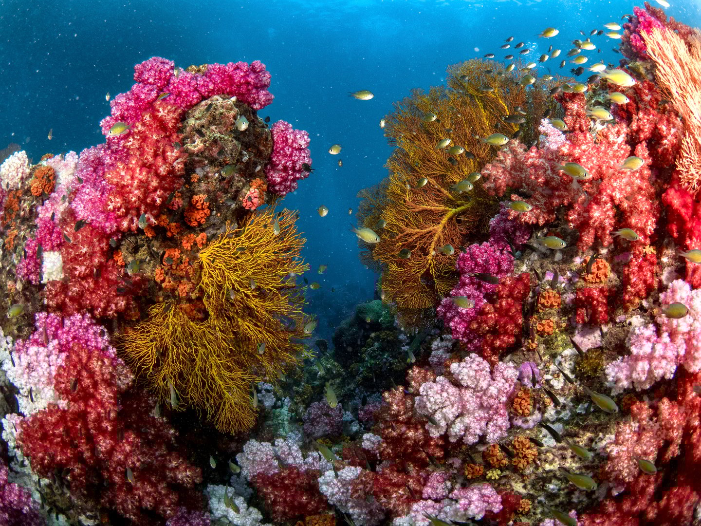 Stone hange Underwater Thailand at Lipe