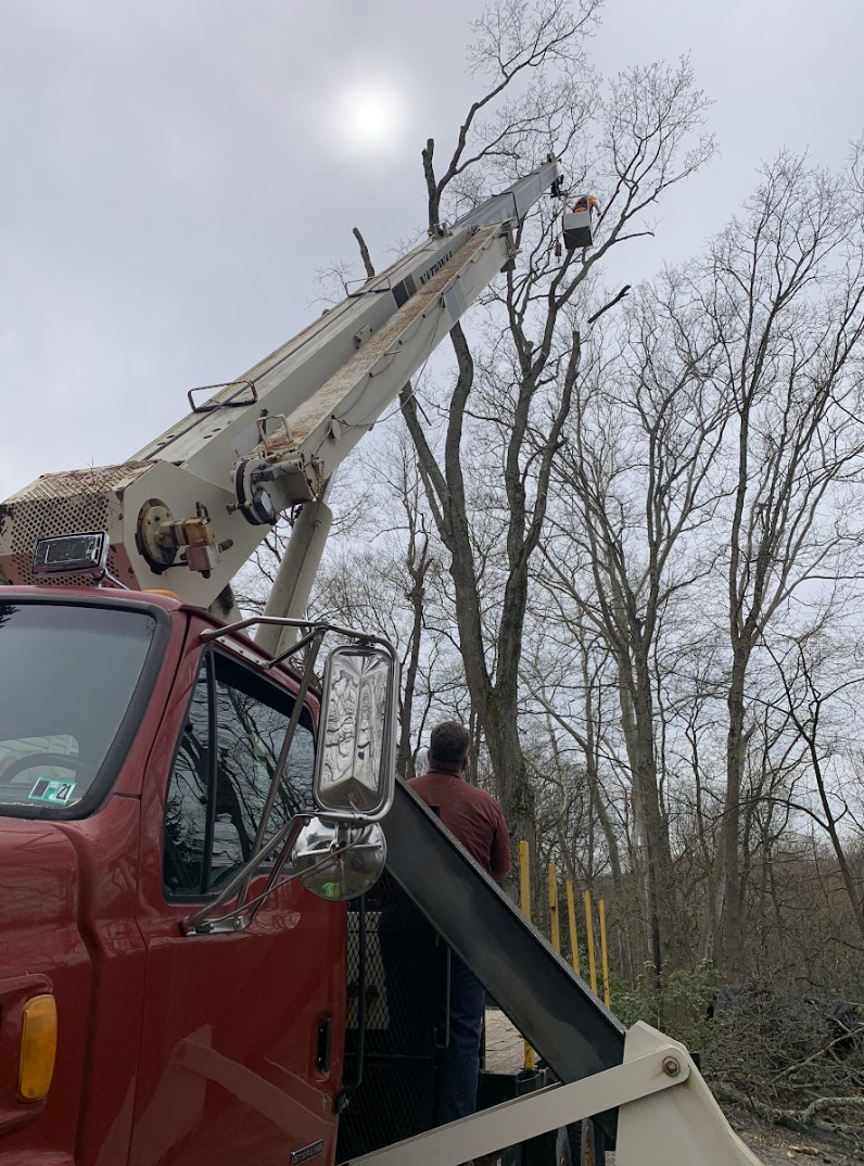 Tree Removal Project