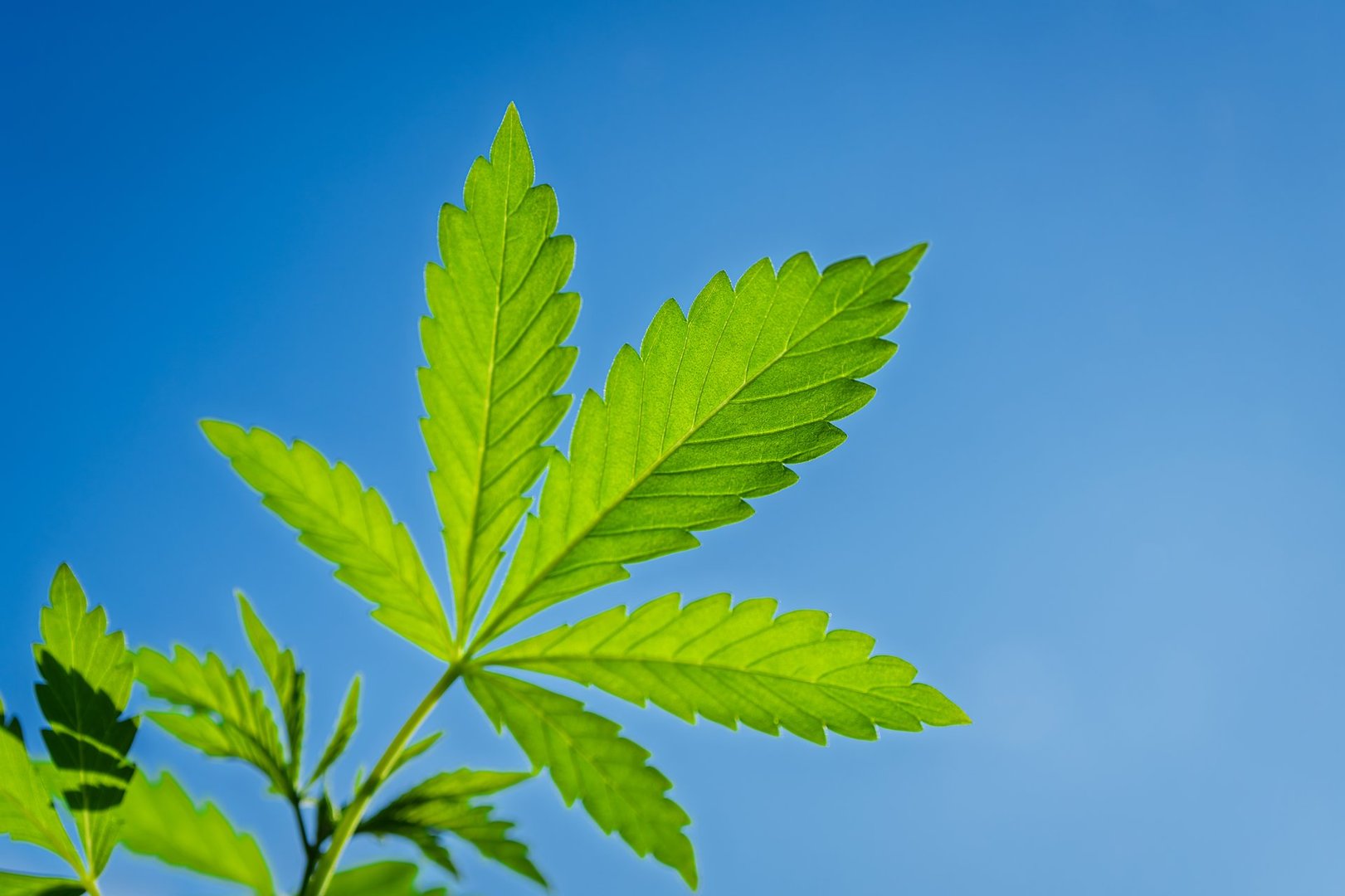 Cannabis leaf