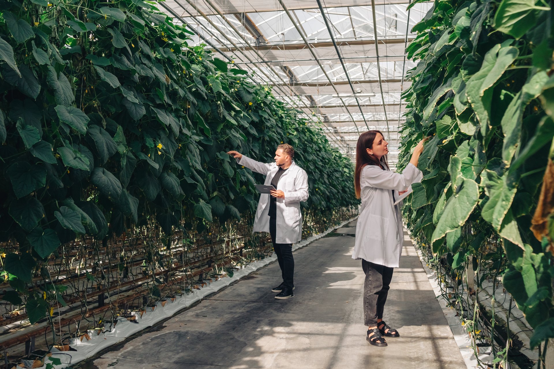 Scientists analyze various plants in a greenhouse, showcasing advanced agricultural research methods. Growing organic vegetables in a modern greenhouse, food industry. Hydroponic farming