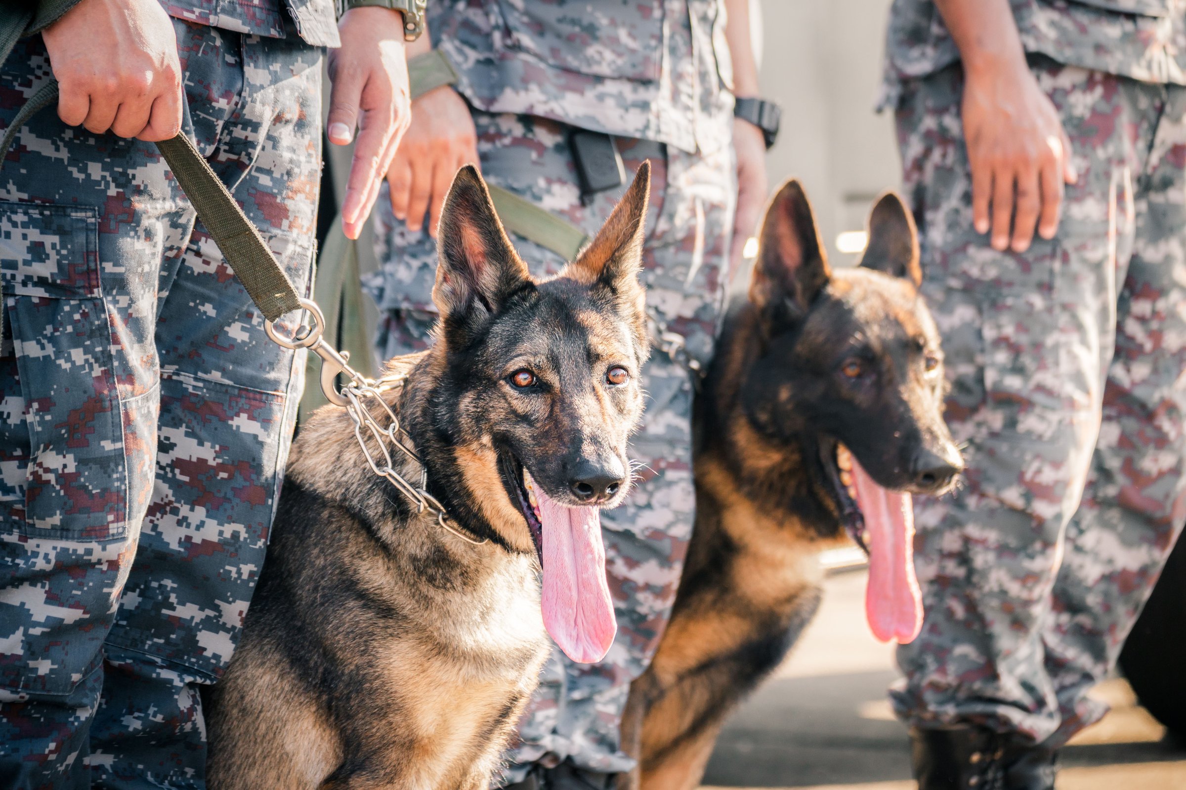 Soldiers from the  K-9 unit demonstrations to attack the enemy , the green lawns. learn the human language. Dogs can follow orders well. German Shepherd dog stand.