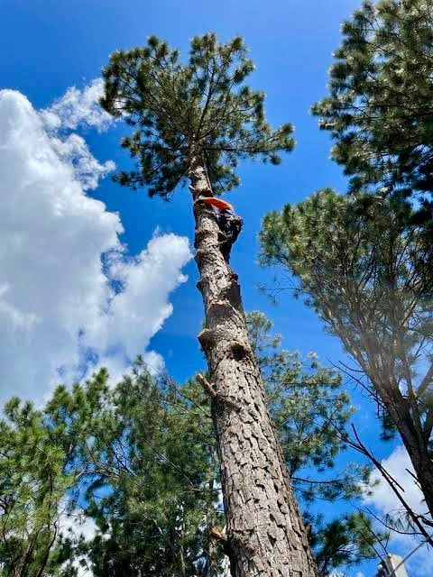 Professional tree care and landscaping services