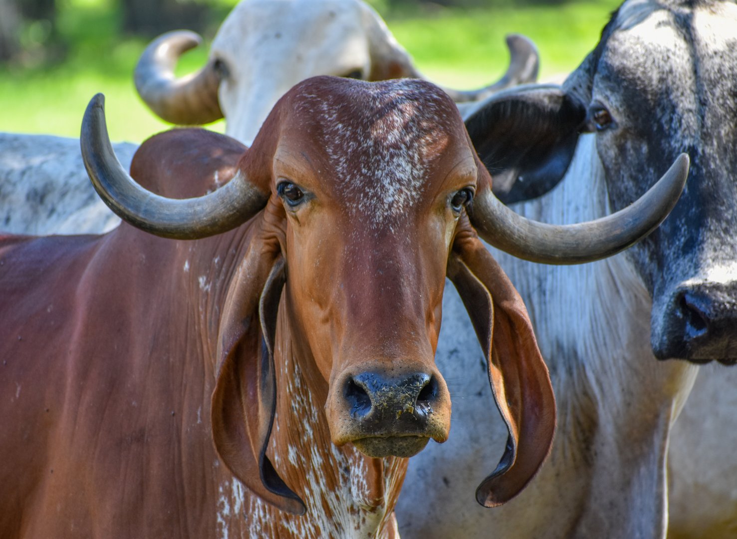 Gyr bull at dairy farm in Brazil - cattle genetics for milk production in tropical climate - semen Gyr mexicano